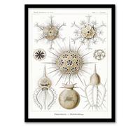 Artery8 Ernst Haeckel Framed Wall Art Phaeodaria Amoeba Vintage Illustration in White | Size: A3 Artery8 White A3