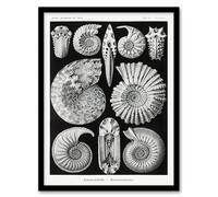 Artery8 Ernst Haeckel Framed Wall Art Print Ammonite Fossil Cephalopods in Black | Size: A4 Artery8 Black A4