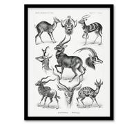 Artery8 Ernst Haeckel Framed Wall Art Print Art Forms Of Nature Antilope - A3 Size