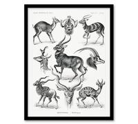 Artery8 Ernst Haeckel Framed Wall Art Print Art Forms of Nature Antilope in White | Size: A4 Artery8 White A4
