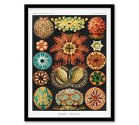 Artery8 Ernst Haeckel Framed Wall Art Print Ascidiae Colourful Marine Life | Size: A3 Artery8 Multicolor A3