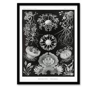 Artery8 Ernst Haeckel Framed Wall Art Print Ascomycetes Fungi Species Vintage - A4 Size