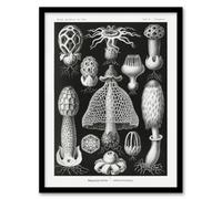 Artery8 Ernst Haeckel Framed Wall Art Print Basimycetes Fungi Species Vintage - A3 Size