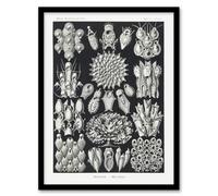 Artery8 Ernst Haeckel Framed Wall Art Print Bryozoa Aquatic invertebrates in Black | Size: A4 Artery8 Black A4