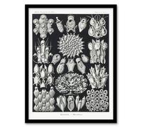 Artery8 Ernst Haeckel Framed Wall Art Print Bryozoa Aquatic invertebrates in Black | Size: A3 Artery8 Black A3