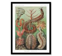 Artery8 Ernst Haeckel Framed Wall Art Print Chaetopoda Annelid Marine Worms - A4 Size