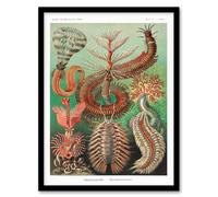 Artery8 Ernst Haeckel Framed Wall Art Print Chaetopoda Annelid Marine Worms - A4 Size
