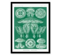 Artery8 Ernst Haeckel Framed Wall Art Print Discomedusae Jellyfish Species in Green | Size: A3 Artery8 Green A3