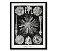 Artery8 Ernst Haeckel Framed Wall Art Print Echinidea Sea Urchin Species - A3 Size
