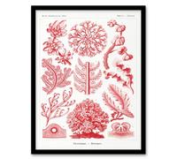 Artery8 Ernst Haeckel Framed Wall Art Print Florideophyceae Red Algae in White | Size: A4 Artery8 White A4