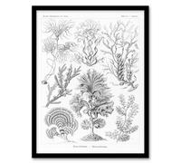 Artery8 Ernst Haeckel Framed Wall Art Print Fucoideae Algae Seaweed Species in White | Size: A3 Artery8 White A3