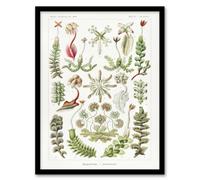 Artery8 Ernst Haeckel Framed Wall Art Print Hepatica Plant Vintage Floral - A4 Size
