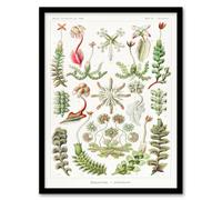 Artery8 Ernst Haeckel Framed Wall Art Print Hepatica Plant Vintage Floral in White | Size: A3 Artery8 White A3
