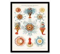 Artery8 Ernst Haeckel Framed Wall Art Print Jellyfish Hydromedusen Hydrozoa in White | Size: A3 Artery8 White A3