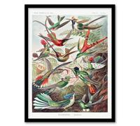 Artery8 Ernst Haeckel Framed Wall Art Print Kolibri Birds Hummingbird Species | Size: A3 Artery8 Multicolor A3