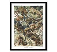 Artery8 Ernst Haeckel Framed Wall Art Print Lacertilia Reptile Lizard Species - A4 Size
