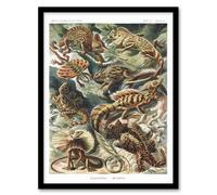Artery8 Ernst Haeckel Framed Wall Art Print Lacertilia Reptile Lizard Species | Size: A3 Artery8 Multicolor A3