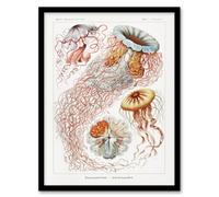Artery8 Ernst Haeckel Framed Wall Art Print Lions Mane Jellyfish Illustration - A3 Size