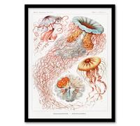 Artery8 Ernst Haeckel Framed Wall Art Print Lions Mane Jellyfish Illustration - A3 Size
