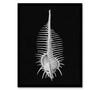 Artery8 Ernst Haeckel Framed Wall Art Print Murex Sea Shell Sketch on Black | Size: A4 Artery8 Black A4