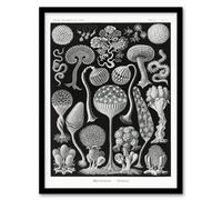 Artery8 Ernst Haeckel Framed Wall Art Print Mycetozoa Intricate Slime Molds in Black | Size: A4 Artery8 Black A4