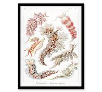 Artery8 Ernst Haeckel Framed Wall Art Print Nudibranch Sea Slug Molluscs - A3 Size