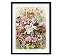 Artery8 Ernst Haeckel Framed Wall Art Print Orchid Flower Colourful Varieties - A3 Size