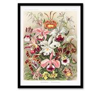 Artery8 Ernst Haeckel Framed Wall Art Print Orchid Flower Colourful Varieties | Size: A4 Artery8 Multicolor A4