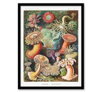 Artery8 Ernst Haeckel Framed Wall Art Print Sea Anemone Marine Landscape | Size: A3 Artery8 Multicolor A3
