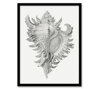 Artery8 Ernst Haeckel Framed Wall Art Print Whelk Sea Snail Shell Drawing - A4 Size