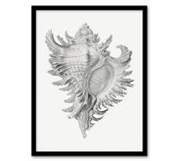 Artery8 Ernst Haeckel Framed Wall Art Print Whelk Sea Snail Shell Drawing - A3 Size