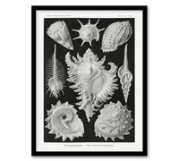 Artery8 Ernst Haeckel Framed Wall Art Sea Snail Shells Vintage Illustration - A4 Size