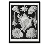 Artery8 Ernst Haeckel Framed Wall Art Sea Snail Shells Vintage Illustration - A3 Size