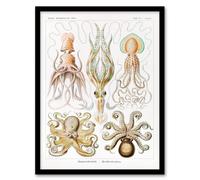 Artery8 Ernst Haeckel Framed Wall Art Squid & Octopus Vintage Illustrations in White | Size: A3 Artery8 White A3