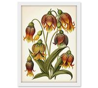 Artery8 Ernst Haeckel Inspired Fritillaria Flower Plant Study Modern Watercolour Painting Illustration Artwork Framed A3 Wall Art Print