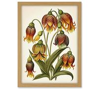 Artery8 Ernst Haeckel Inspired Fritillaria Flower Plant Study Modern Watercolour Painting Illustration Artwork Framed A3 Wall Art Print