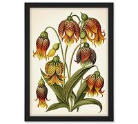 Artery8 Ernst Haeckel Inspired Fritillaria Flower Plant Study Modern Watercolour Painting Illustration Artwork Framed A3 Wall Art Print
