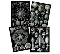 Artery8 Ernst Haeckel Kunstformen Der Natur Plates Nature Vintage Biology Black White Art Print Poster Home Decor Premium Pack of 4