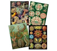 Artery8 Ernst Haeckel Kunstformen Der Natur Plates Nature Vintage Colourful Biology Art Print Poster Home Decor Premium Pack of 4
