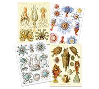 Artery8 Ernst Haeckel Kunstformen Der Natur Plates Nature Vintage Octopus Biology Art Print Poster Home Decor Premium Pack of 4
