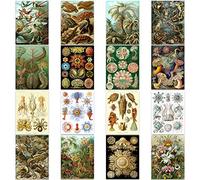 Artery8 Ernst Haeckel Kunstformen Der Natur Plates Nature Vintage Various Biology Art Print Poster Home Decor Premium Pack of 16