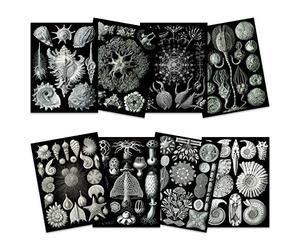 Artery8 Ernst Haeckel Kunstformen Der Natur Plates Nature Vintage Various Black White Biology Art Print Poster Home Decor Premium Pack of 8