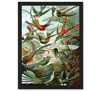 Artery8 Ernst Haeckel Nature Art Biology Birds Hummingbird Vintage A4 Artwork Framed Wall Art Print