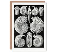 Artery8 Ernst Haeckel Personalised Art Card Ammonite Fossil Cephalopods