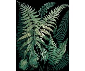 Artery8 Ernst Haeckel Style Fern Fronds Botanical Detailed Extra Large XL Wall Art Poster Print