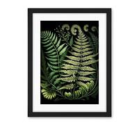 Artery8 Ernst Haeckel Style Fern Fronds Illustration Artwork Framed Wall Art Print 18X24 Inch