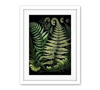 Artery8 Ernst Haeckel Style Fern Fronds Illustration Artwork Framed Wall Art Print 18X24 Inch