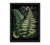 Artery8 Ernst Haeckel Style Fern Fronds Illustration Artwork Framed Wall Art Print 18X24 Inch