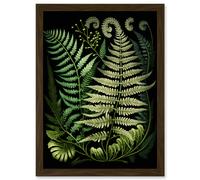 Artery8 Ernst Haeckel Style Fern Fronds Illustration Artwork Framed Wall Art Print A4