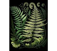 Artery8 Ernst Haeckel Style Fern Fronds Illustration Large Wall Art Poster Print Thick Paper 18X24 Inch
